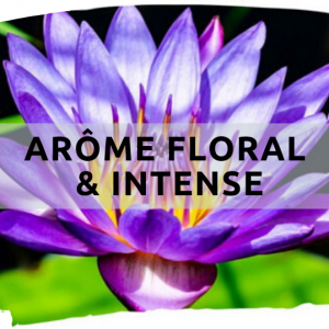Bleu Lotus Abs. Attar Au Bois Santal