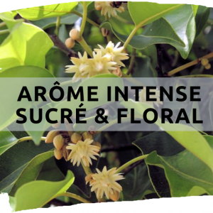 Bakul Attar Au Bois De Santal