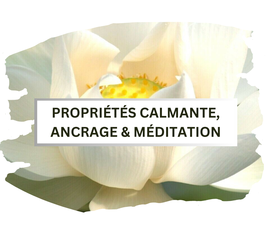 Propriétés Du Lotus Blanc Attar Au Bois De Santal, Parfum Ayurvéda, Aromathérapie