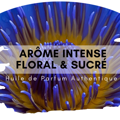 Lotus bleu ou bleu lotus au bois de santal