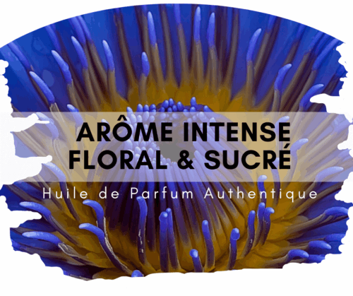 Lotus bleu ou bleu lotus au bois de santal