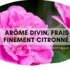 Rose de Damas attar au bois de santal