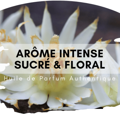 Bakul Attar au bois de santal