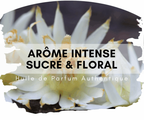 Bakul Attar au bois de santal