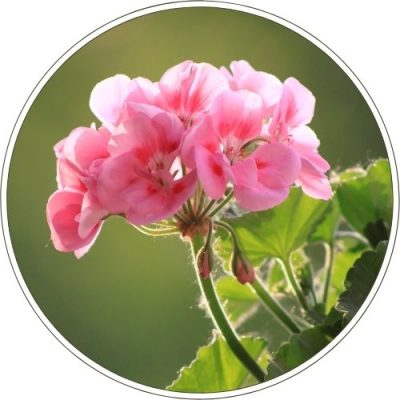 Huile Essentielle de Géranium