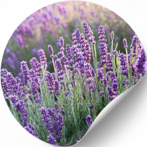 Essential Oil Lavender