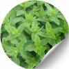 Essential Oil Peppermint