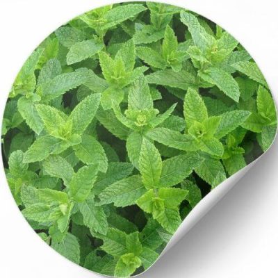 Essential Oil Peppermint