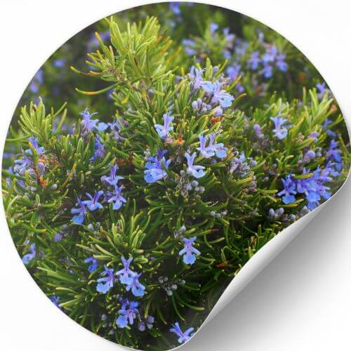 Essential Oil Rosemary