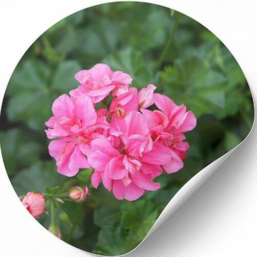 Essential Oil Geranium