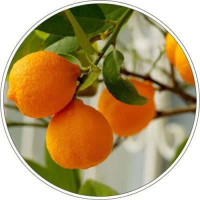 Huile essentielle d'Orange douce