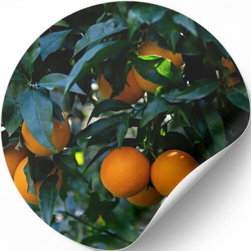 Essential Oil sweet Orange